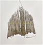  Ligule